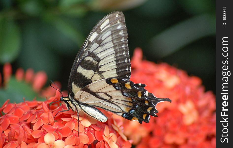 Eastern Yellow Tiger Swallowtail