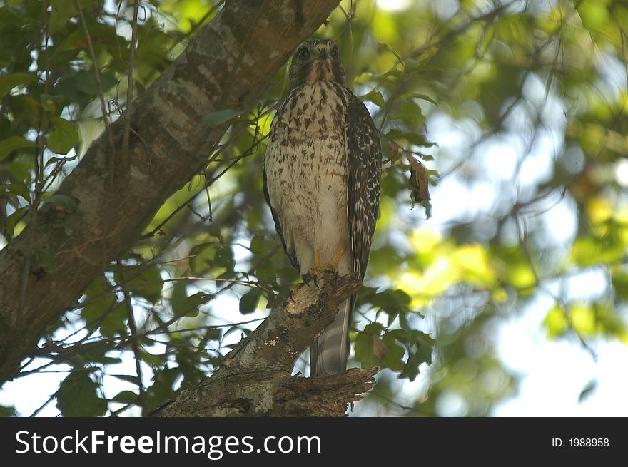 Immature Barred Hawk sitting in tree, close-up