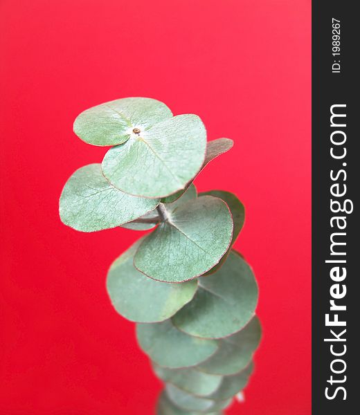 A green plant with unique round shaped leaves used for making bouquet. A green plant with unique round shaped leaves used for making bouquet