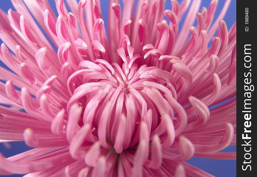 Purple daisy close up with a blue background