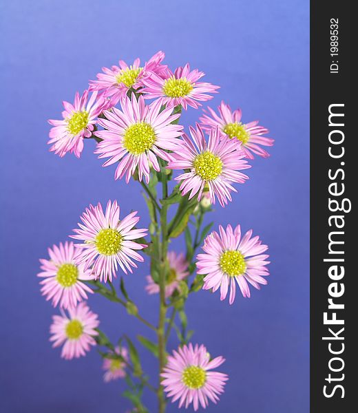 Daisy plant with small purple flowers set against a blue background. Daisy plant with small purple flowers set against a blue background