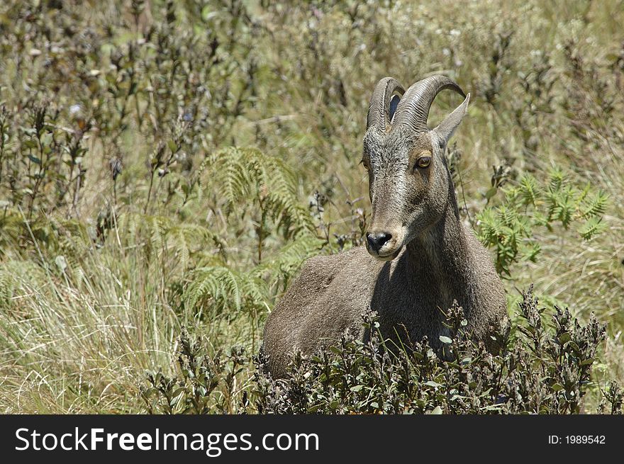 The endangered and rare species of Mountain Goat,Hemitragus hylocrius, at Eravikulam National Park, Kerala, India. The endangered and rare species of Mountain Goat,Hemitragus hylocrius, at Eravikulam National Park, Kerala, India