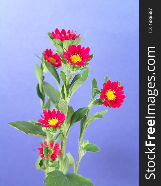 Daisy plant with small red and yellow flowers set against a blue background. Daisy plant with small red and yellow flowers set against a blue background