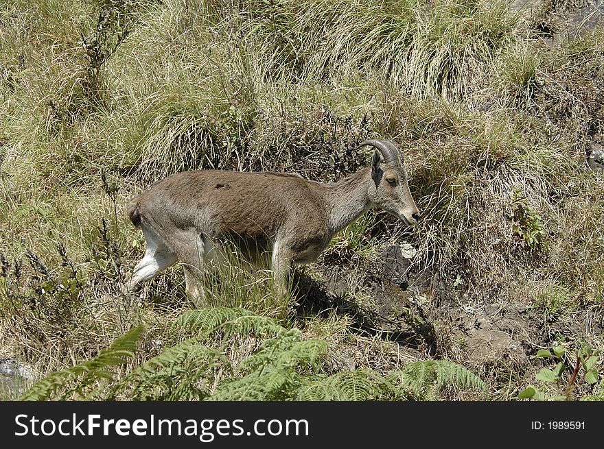 The endangered and rare species of Mountain Goat,Hemitragus hylocrius, at Eravikulam National Park, Kerala, India. The endangered and rare species of Mountain Goat,Hemitragus hylocrius, at Eravikulam National Park, Kerala, India