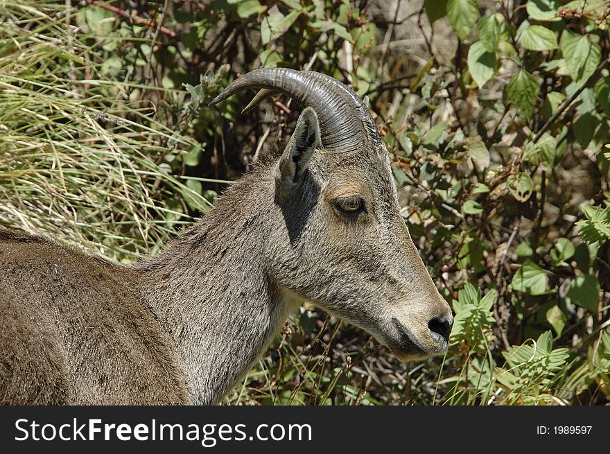 The endangered and rare species of Mountain Goat,Hemitragus hylocrius, at Eravikulam National Park, Kerala, India. The endangered and rare species of Mountain Goat,Hemitragus hylocrius, at Eravikulam National Park, Kerala, India