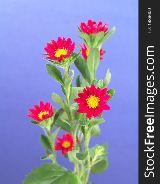 Daisy plant with small red and yellow flowers set against a blue background. Daisy plant with small red and yellow flowers set against a blue background