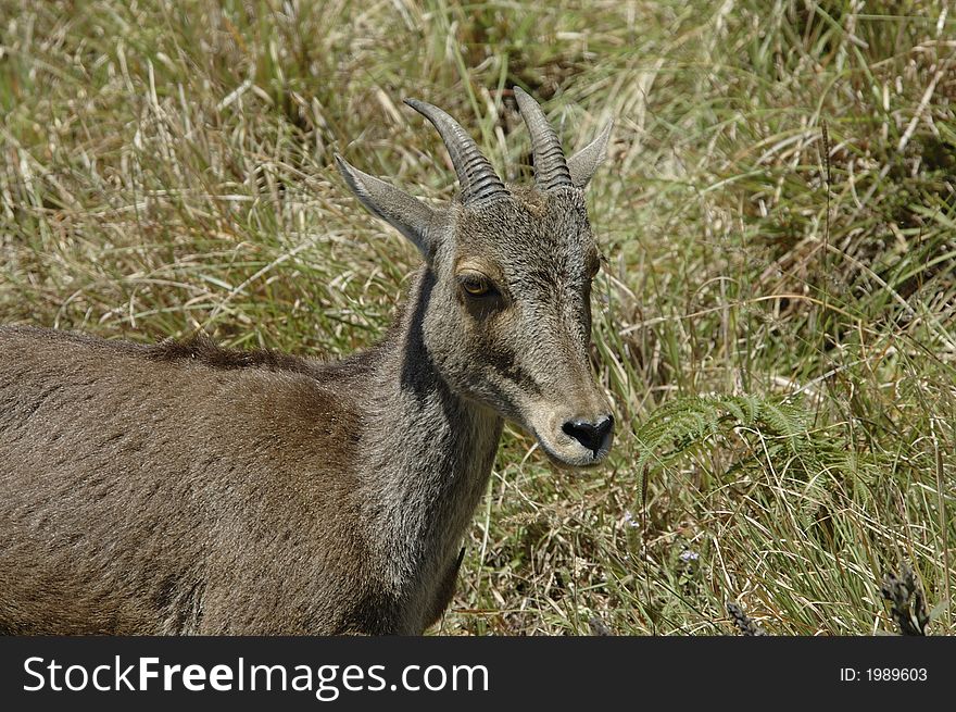 The endangered and rare species of Mountain Goat,Hemitragus hylocrius, at Eravikulam National Park, Kerala, India. The endangered and rare species of Mountain Goat,Hemitragus hylocrius, at Eravikulam National Park, Kerala, India