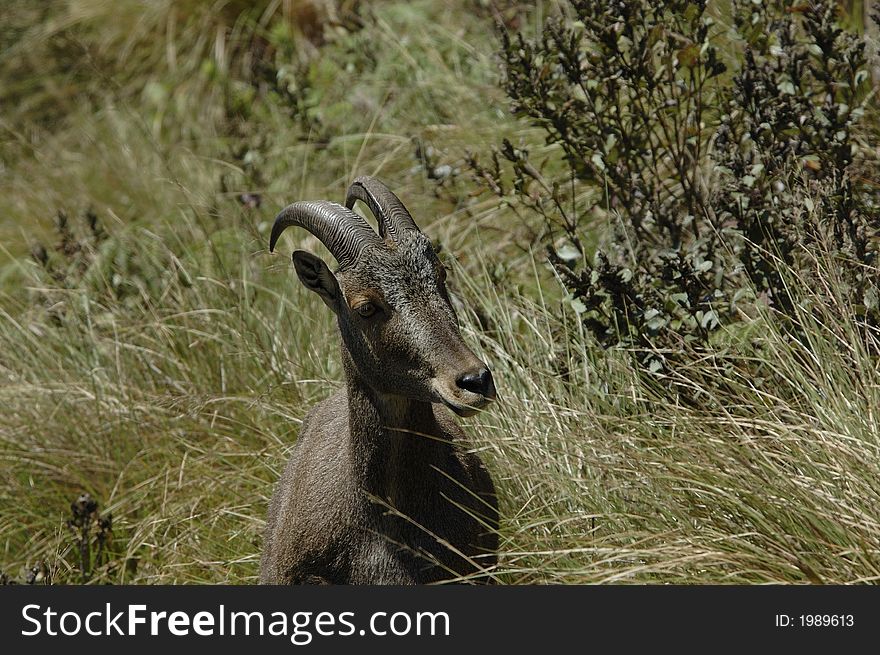 The endangered and rare species of Mountain Goat,Hemitragus hylocrius, at Eravikulam National Park, Kerala, India. The endangered and rare species of Mountain Goat,Hemitragus hylocrius, at Eravikulam National Park, Kerala, India