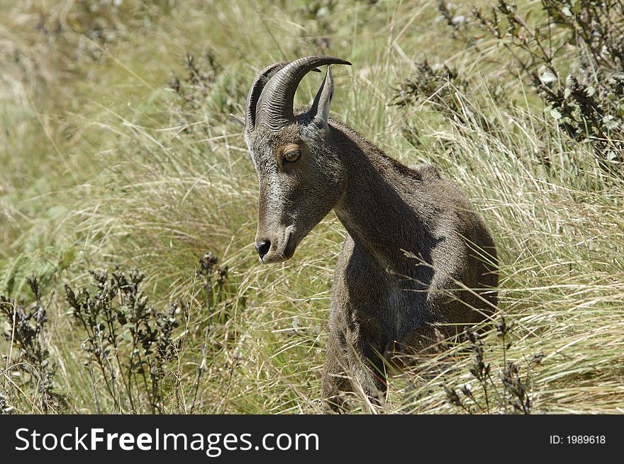 The endangered and rare species of Mountain Goat,Hemitragus hylocrius, at Eravikulam National Park, Kerala, India. The endangered and rare species of Mountain Goat,Hemitragus hylocrius, at Eravikulam National Park, Kerala, India