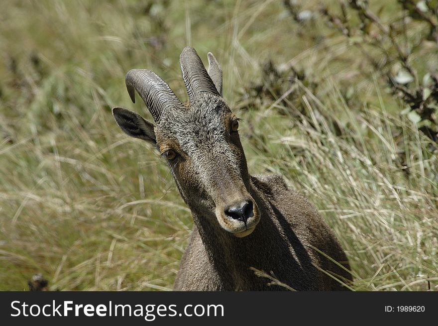 The endangered and rare species of Mountain Goat,Hemitragus hylocrius, at Eravikulam National Park, Kerala, India. The endangered and rare species of Mountain Goat,Hemitragus hylocrius, at Eravikulam National Park, Kerala, India