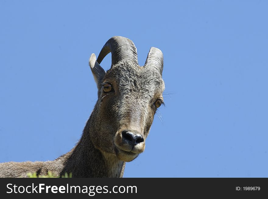 The endangered and rare species of Mountain Goat,Hemitragus hylocrius, at Eravikulam National Park, Kerala, India. The endangered and rare species of Mountain Goat,Hemitragus hylocrius, at Eravikulam National Park, Kerala, India