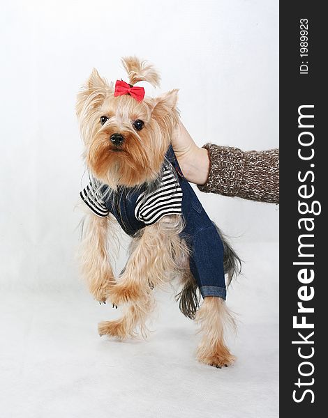 Amusing yorkshire terrier with a red bow. Amusing yorkshire terrier with a red bow