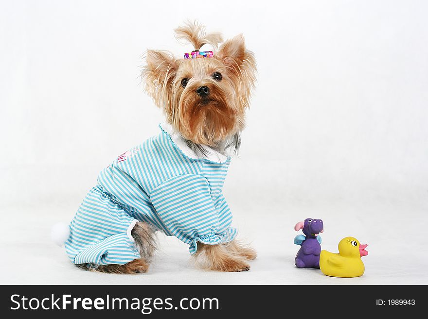 Amusing yorkshire terrier with toys. Amusing yorkshire terrier with toys
