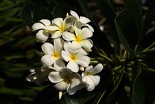 Plumeria Flowers Stock Photos Plumeria Flowers Stock Photos
