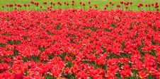 Beautiful Red Tulips Stock Images