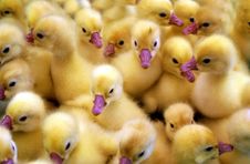 Ducklings. Royalty Free Stock Photography Ducklings. Royalty Free Stock Photography