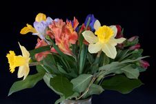 Spring Flowers Royalty Free Stock Image
