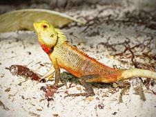 Green Lizard In The Sand Stock Photo Green Lizard In The Sand Stock Photo