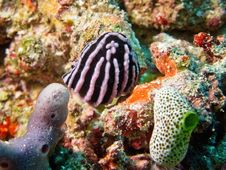 Sea Slug Hidden Among Corals Royalty Free Stock Photography