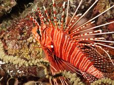 Common Lionfish (close-up View) Stock Photo Common Lionfish (close-up View) Stock Photo