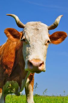 Cow Son A Summer Pasture Stock Photos Cow Son A Summer Pasture Stock Photos