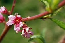 Apple Blossom Royalty Free Stock Photography