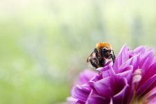 Bee Close Up Royalty Free Stock Images Bee Close Up Royalty Free Stock Images