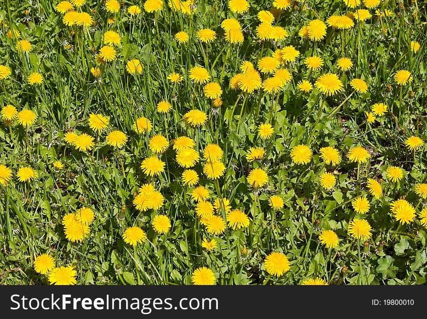 Dandelions on a meadow in spring