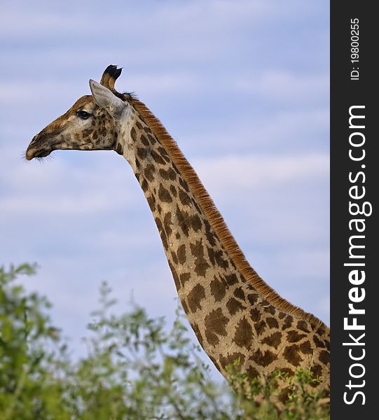 A Giraffe Profile taken in South Africa