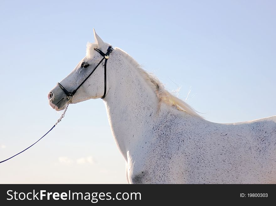 The Arabian horse against the blue sky