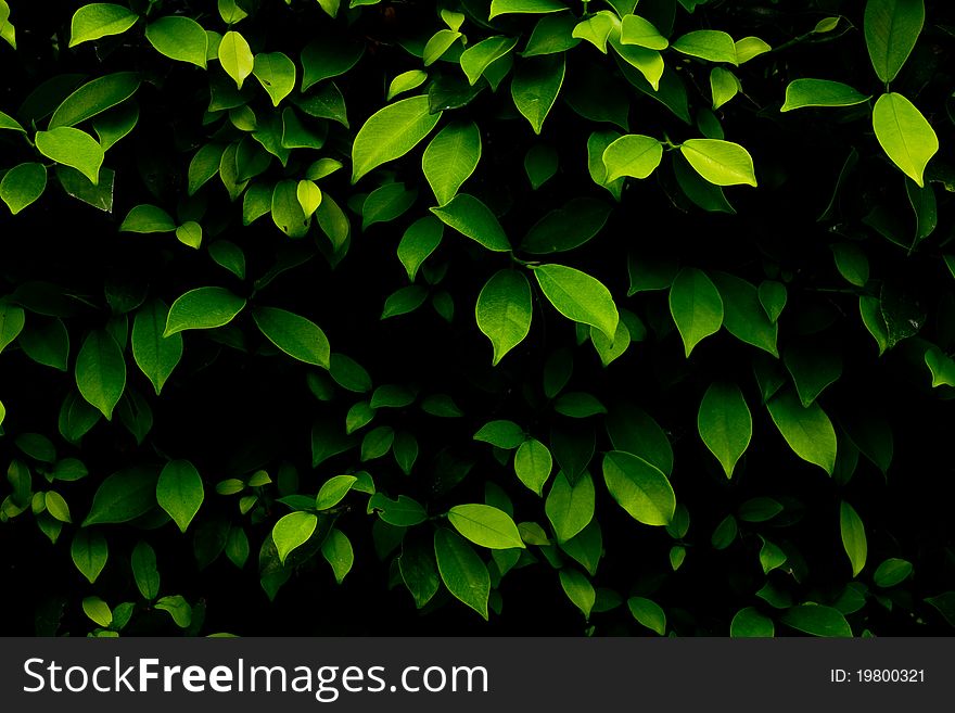 Green leaves at garden background. Green leaves at garden background