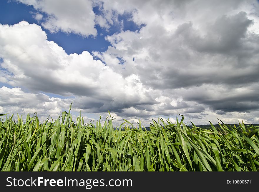 Green Wheat Fields