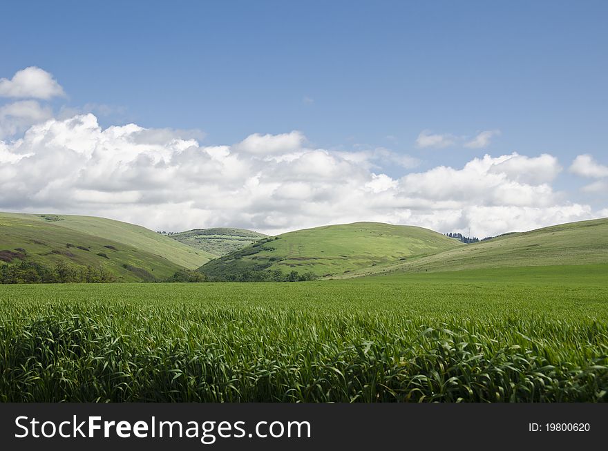 Wheat Fields And Hills