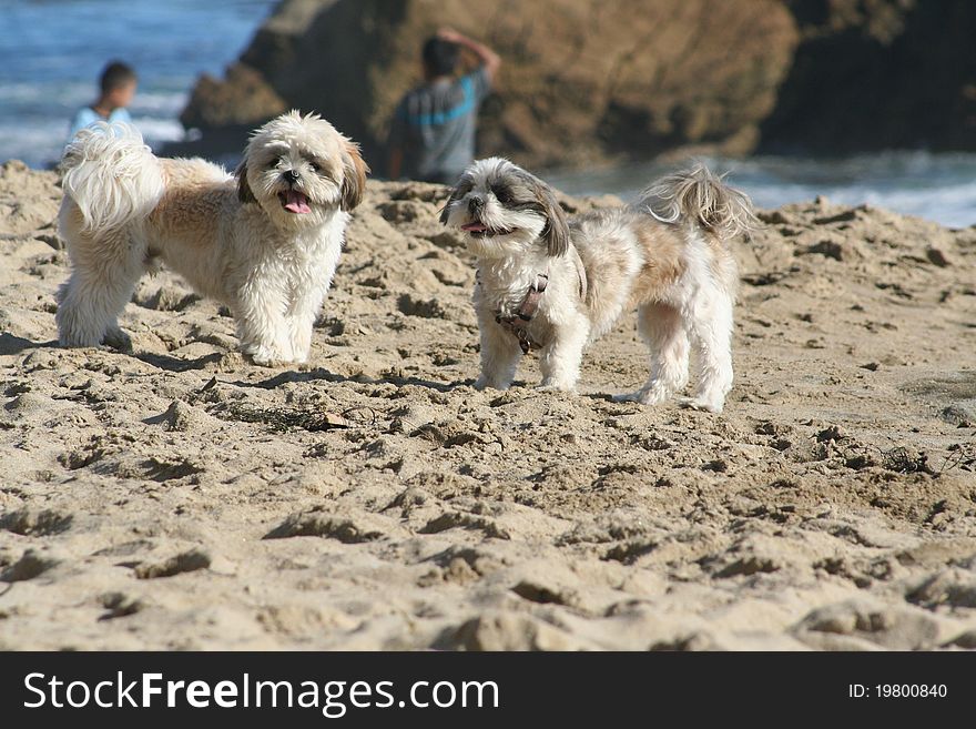 Two fluffy dogs playing on the shoreline at the beach. Two fluffy dogs playing on the shoreline at the beach.