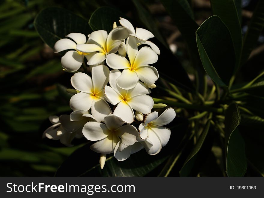 Brightly White Plumeria Flowers, Cambodia