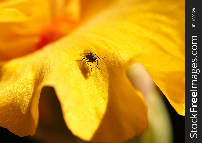 Fly on petal of yellow iris. Fly on petal of yellow iris