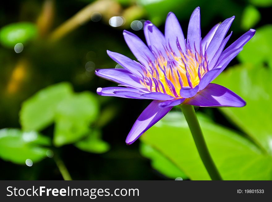 Purple lotus in thailand beautiful