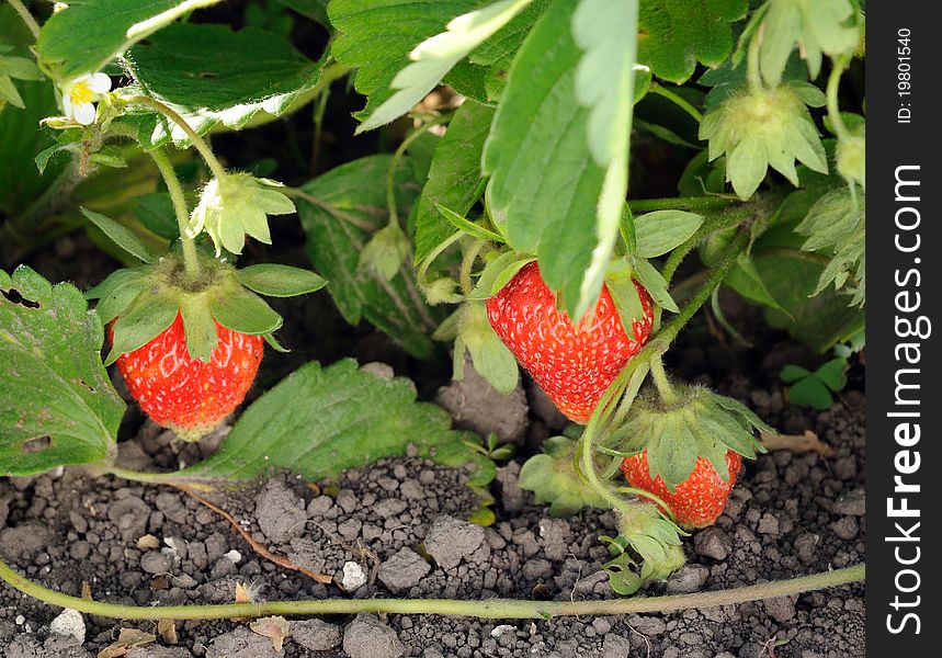 Three red strawberries on branch. Three red strawberries on branch