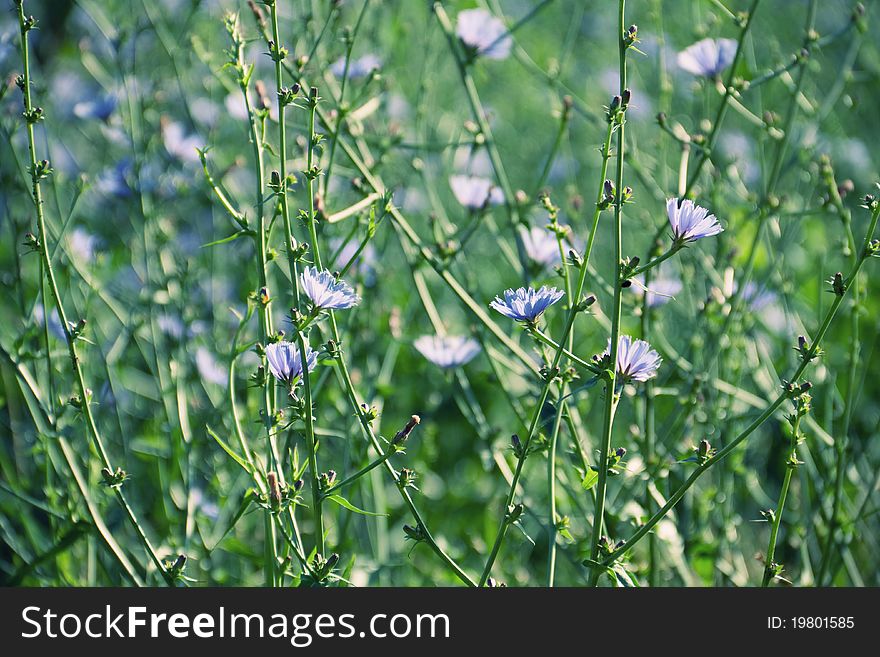 Summer meadow with blue chicory