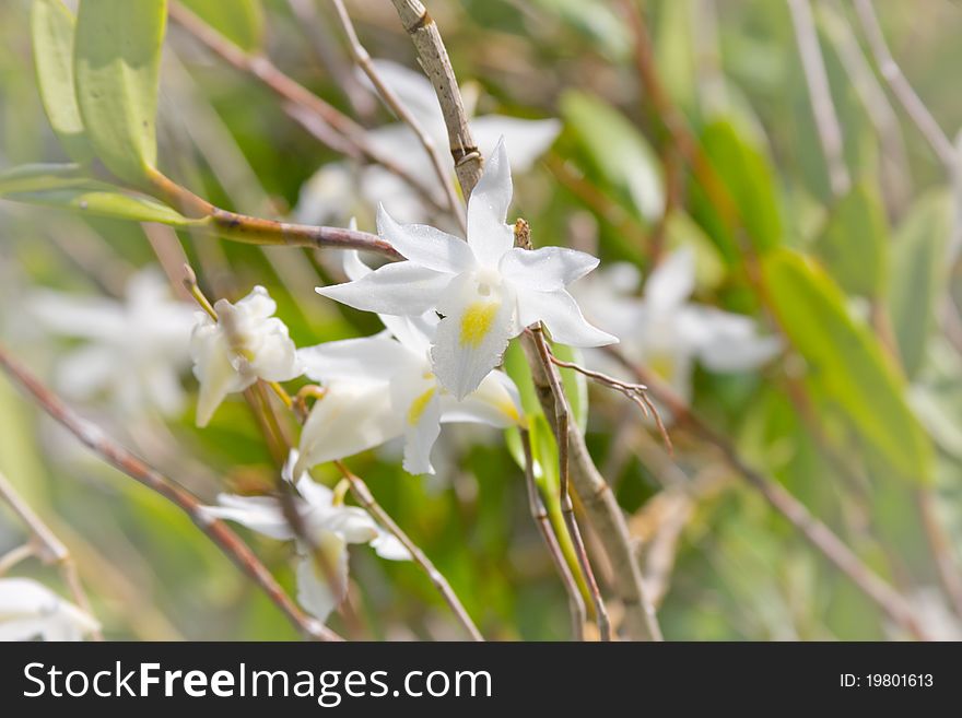 A beautiful white orchid just blooming on its tree. A beautiful white orchid just blooming on its tree.