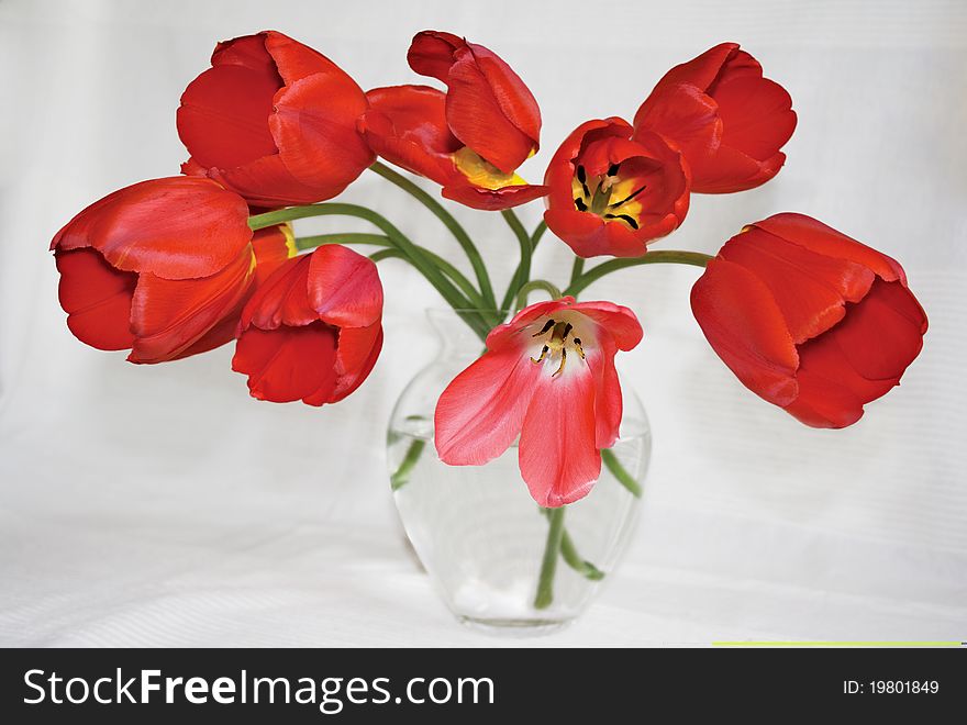 Bouquet of red tulips in the glass vase. Bouquet of red tulips in the glass vase