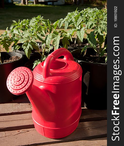 Red watering can in front of tomato plants