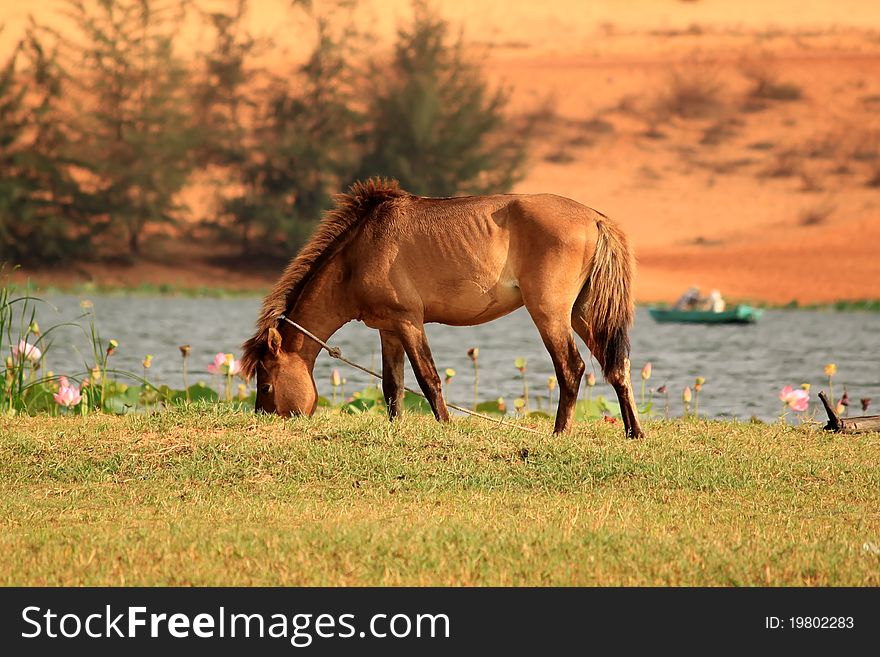 Photo of a horse on meadow