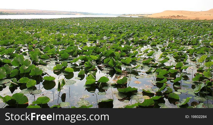Photo of lotus lake, Vietnam