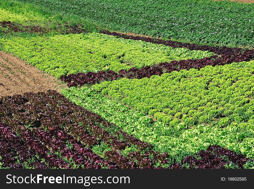 Different colors of salads in a market garden