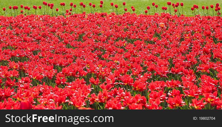 Beautiful Red Tulips