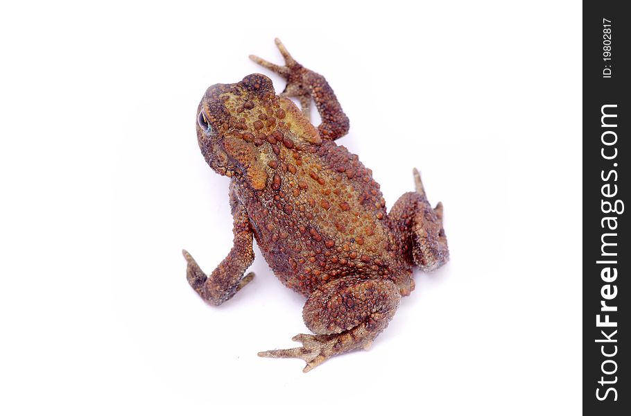 Frog on a white background