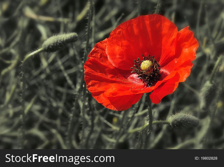 Flower of red weed at field.