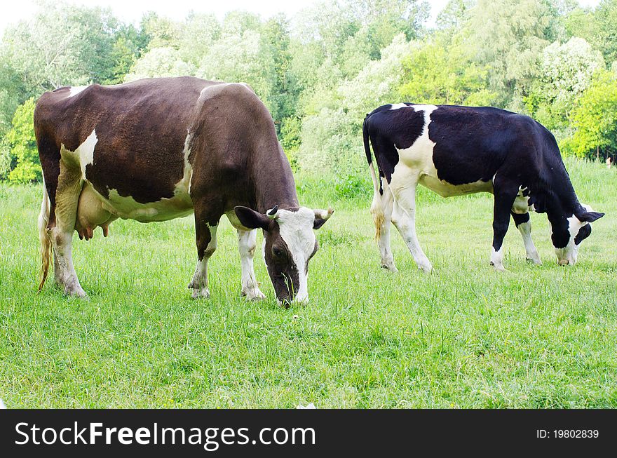 Cows on a green meadow