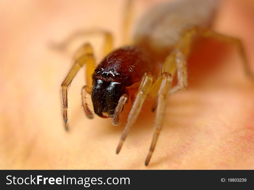 Macro shot of Ground spider (sometimes called Stone or Mouse spider) with beautiful big fangs. Macro shot of Ground spider (sometimes called Stone or Mouse spider) with beautiful big fangs.